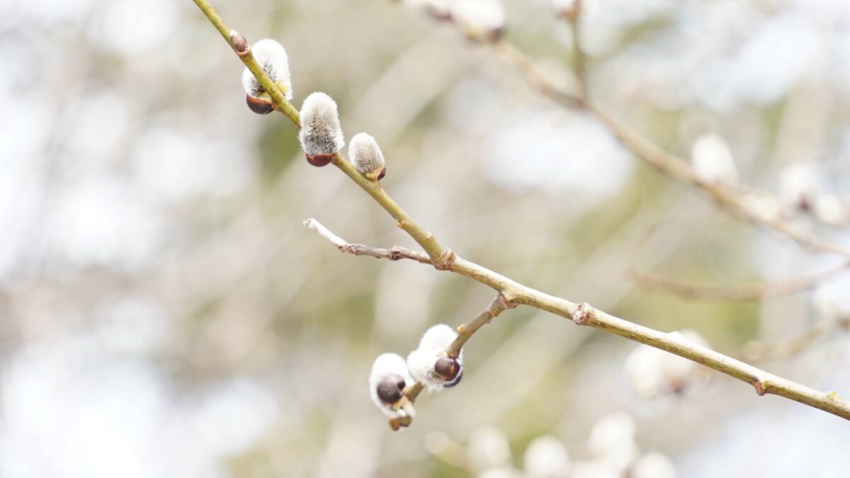 3月の旭山記念公園で芽吹くネコヤナギ