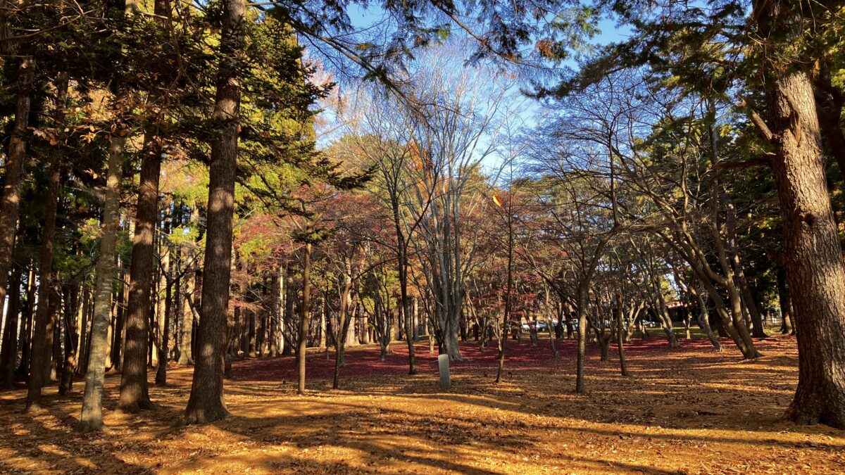 シマエナガ観察と一緒に楽しめる見晴公園香雪園の紅葉と散策路