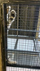 円山動物園のユキヒョウを下から覗き手と足が見えている様子