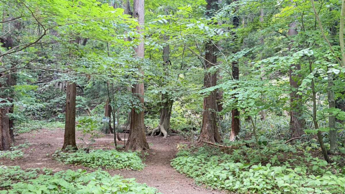 6月の円山公園で新緑が広がる森の遊歩道