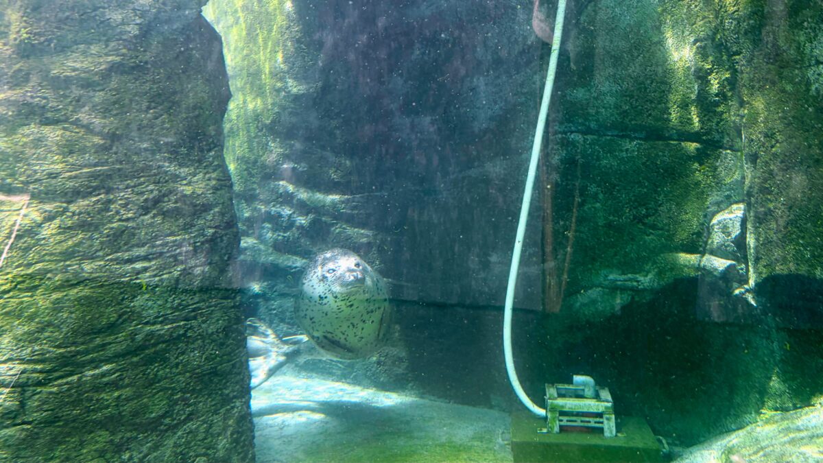 円山動物園の水槽を泳ぎながらこちらを見るゴマフアザラシ