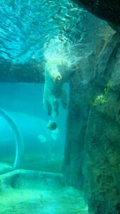 6月の円山動物園で水中を泳ぐホッキョクグマ
