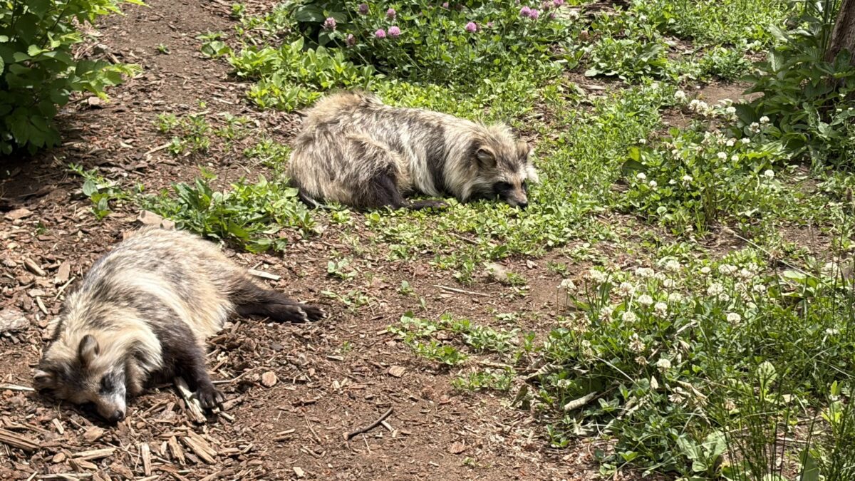 6月の円山動物園で夏毛になり休んでいるエゾタヌキ