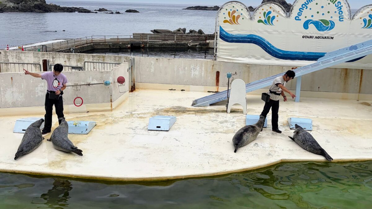 小樽水族館のアザラシショープールとステージ