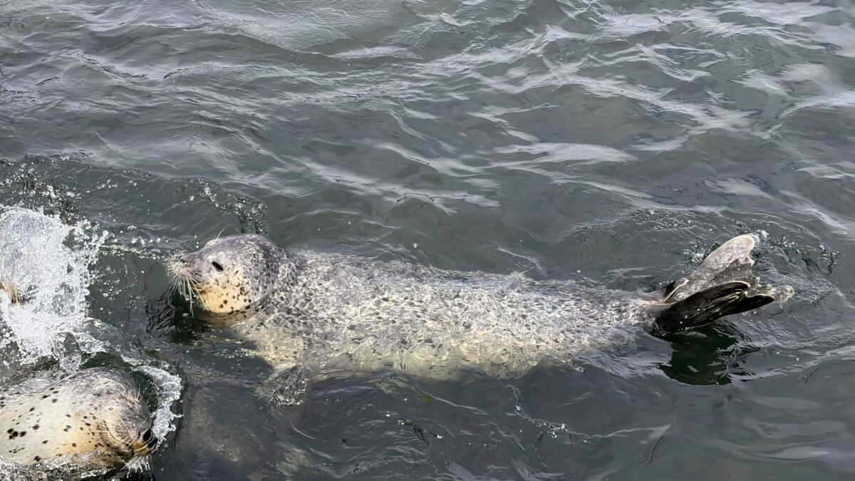 7月のおたる水族館で水中を泳ぐゴマフアザラシ