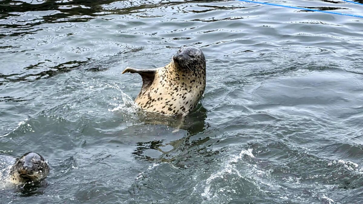おたる水族館で餌をねだるように前足を上げるゴマフアザラシ