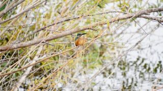 茨戸川緑地で木の枝に止まるカワセミ