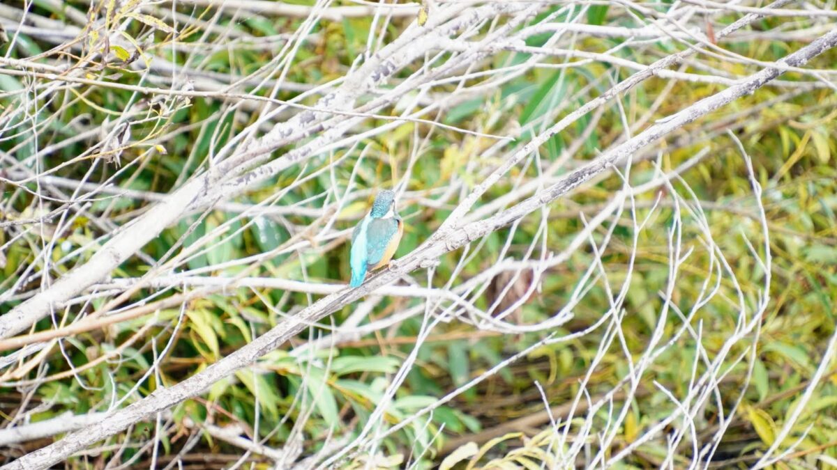 茨戸川緑地で後ろ姿を見せるカワセミ