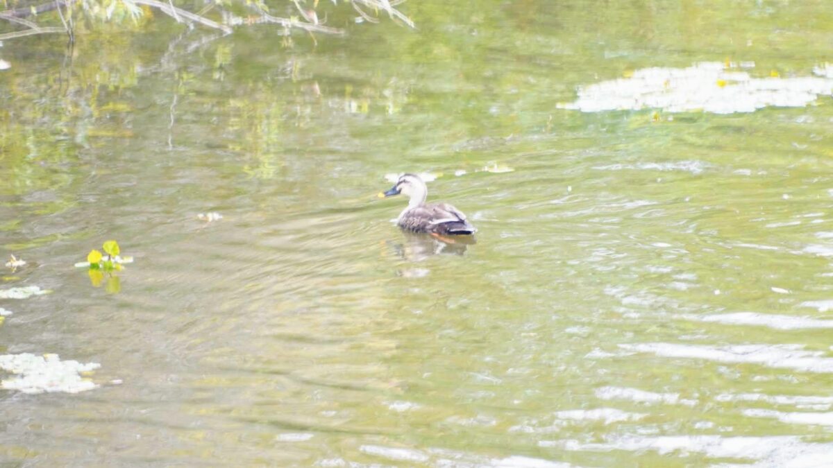 茨戸川緑地の池を泳ぐカルガモ
