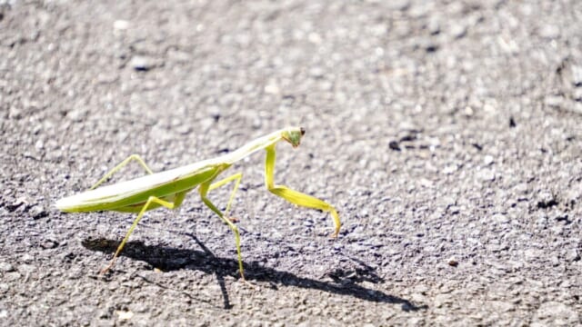 9月の大沼プリンスホテル周辺で見つけた緑色のカマキリ