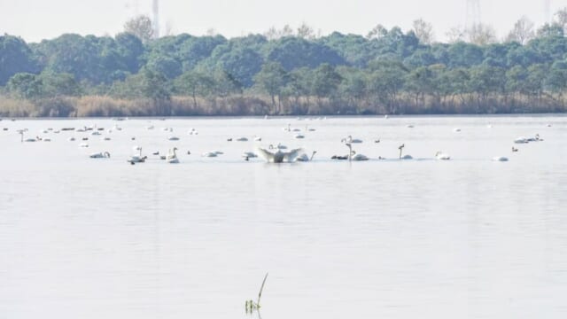 10月のウトナイ湖に集まる白鳥と翼を広げる白鳥