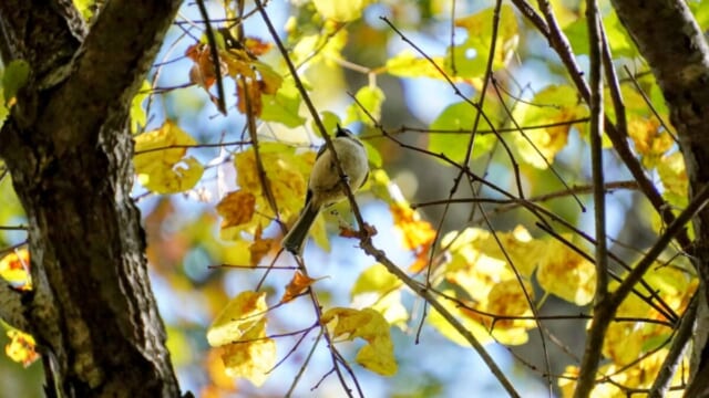10月のウトナイ湖で黄色く色づいた枝にとまる小鳥