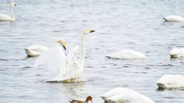 10月の北海道ウトナイ湖で水しぶきを上げながら大きな白い翼を広げるオオハクチョウ