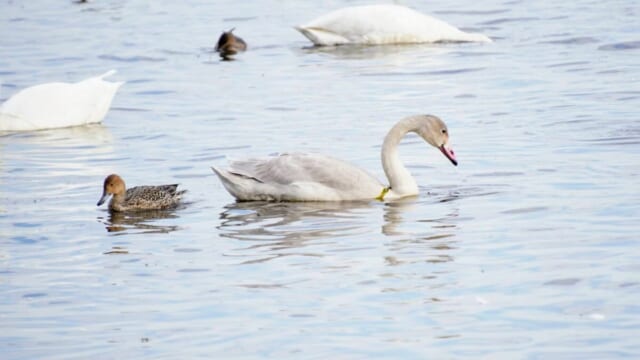 ウトナイ湖で泳ぐ灰色のオオハクチョウの若鳥とオナガガモ